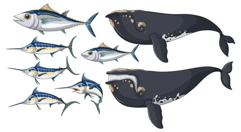 Albacore fish and Bowhead whale and Atlantic blue marlin Stock Illustration