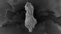 Albania - hub of the world. Grayscale 4k or 4k+ Resolution