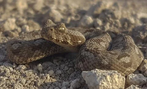 Albany adder closeup 写真素材