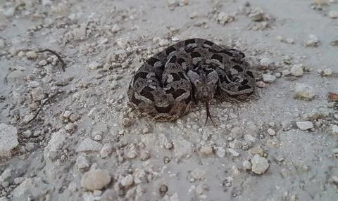 Albany adder 写真素材