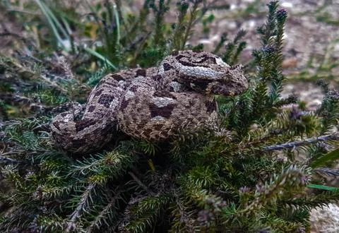 Albany adder 写真素材