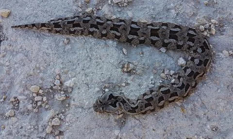 Albany adder 写真素材