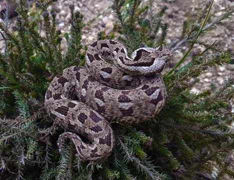 Albany adder 写真素材