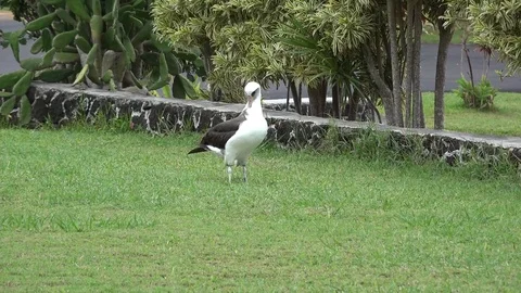 Albartoss preening  spreading wings Stock Footage 73459231