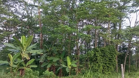Albasia tree Stock Footage 242596493