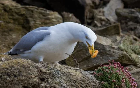Albatros. Foto stock
