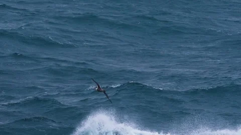 Albatross Antarctica Slow Motion Flight Snowing Over Ocean Crashing Waves Stock Footage 277920290