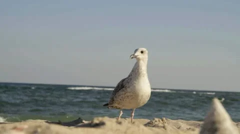 Albatross on the beach Stock Footage 10841180