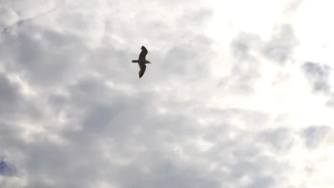 An albatross bird flying alone in a cloudy sky Stock Footage 93292603