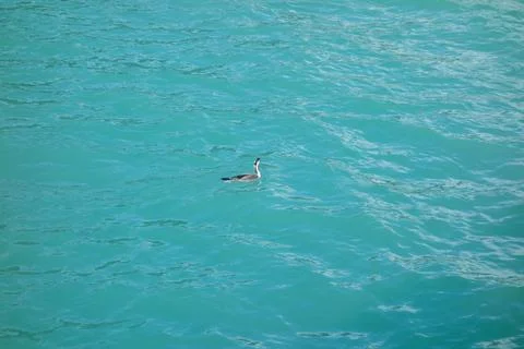 Albatross bird Stock Photos