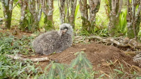 Albatross chick resting beneath tree roots in slow motion Stock-Footage 346960870