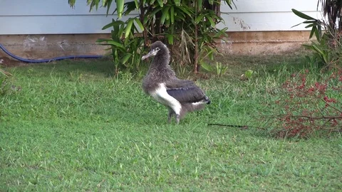 Albatross chick walking Stock Footage 73459099
