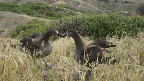The Albatross Dancing Courtship with a Call 库存影片 332763715