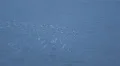 Albatross Flock Pack Fly Seagull Flight Over Sea Water Coastline Seabird Flying HD Footage