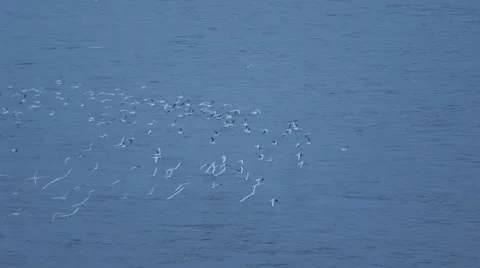 Albatross Flock Pack Fly Seagull Flight Over Sea Water Coastline Seabird Flying Video stock 43000252