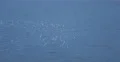 Albatross Flock Pack Fly Seagull Flight Over Sea Water Coastline Seabird Flying 4k or 4k+ Resolution