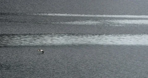 Albatross flying Stock Footage 131269911