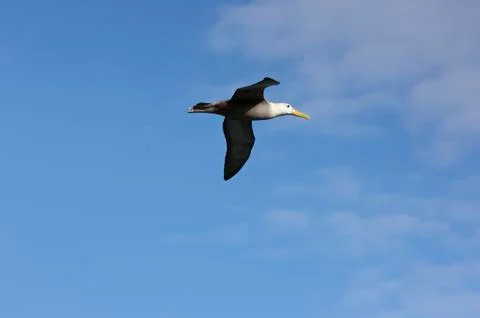 Albatross flying by. Stock Photos