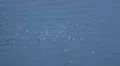 Albatross Group Seabird Flying Over River Water Crowd Migration Flight Seaside HD Footage