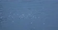 Albatross Group Seabird Flying Over River Water Crowd Migration Flight Seaside 4k or 4k+ Resolution