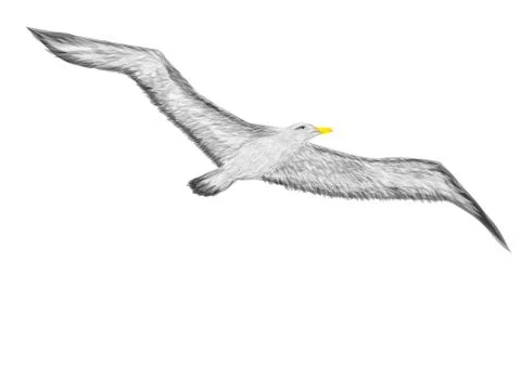 Albatross Stock Illustration