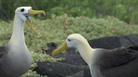 Albatross Mating Ritual Stock Footage 58356773