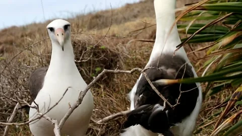Albatross Pairing in Ogasawara Vídeo Stock 332763880