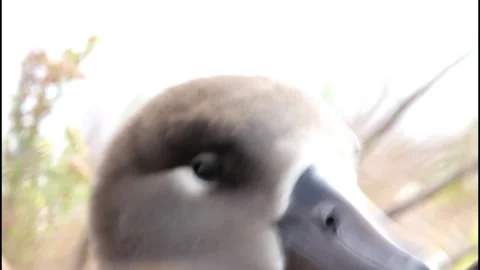 The Albatross Preening Its Feathers Vídeos de archivo 332770830