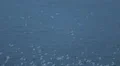 Albatross Seabird Flying Seagull Fly Over River Water Wild Birds Crowd Migration HD Footage