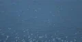 Albatross Seabird Flying Seagull Fly Over River Water Wild Birds Crowd Migration 4k or 4k+ Resolution