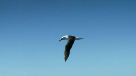 Albatross Soaring Through Blue Sky, Seabird in Flight 動画素材 495186
