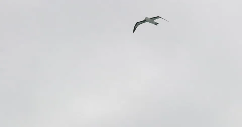 Albatrosses flying Stock Footage 133985677