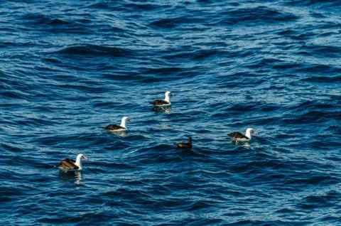 Albatrosses Stock Photos