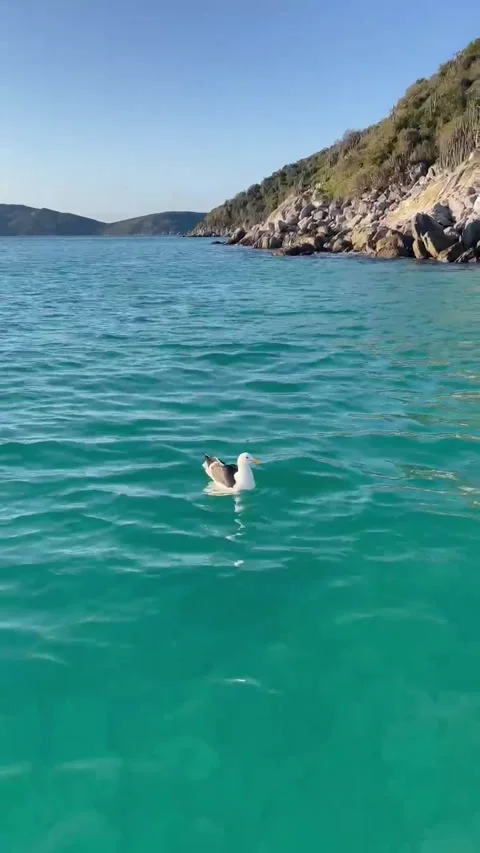 Albatroz Stock Footage 294762894