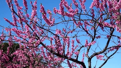 Albero mandorla2 Stockbeeldmateriaal 104646357