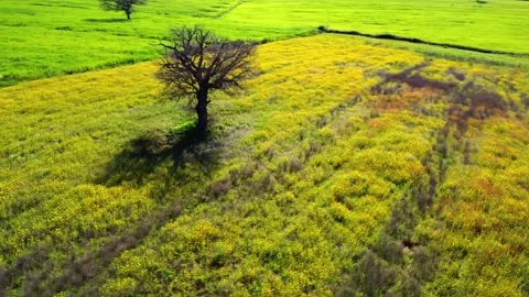 Albero primavera 動画素材 238694132