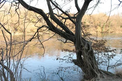 Albero4 Stock Photos