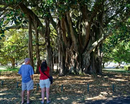 Albert the Banyan tree in Devonport, New Zealand. Stock Photos