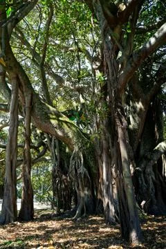 Albert the Banyan tree in Devonport, New Zealand. Stock Photos