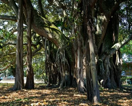 Albert the Banyan tree in Devonport, New Zealand. Stock Photos