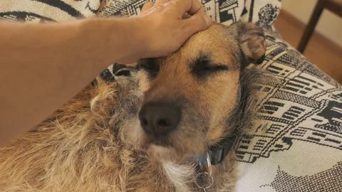 Albert the dog 04 Stock Footage 122992962