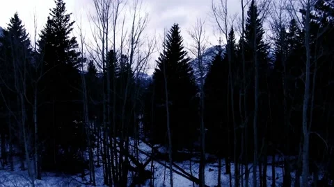 Alberta Ascending Trees and Lake Stock Footage 130336506