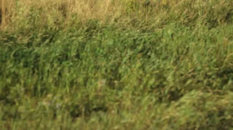 Alberta canada - august 17, 2012 waterton national park, prince of wales hote Stock Footage 11823716