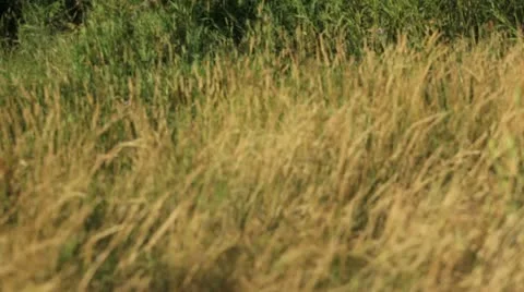 Alberta canada - august 17, 2012 waterton national park, prince of wales hote Stock Footage 11823803