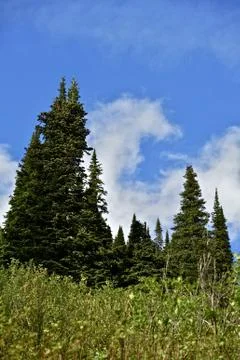 Alberta forest - alberta canada vertical photo. mountains forest. Foto stock