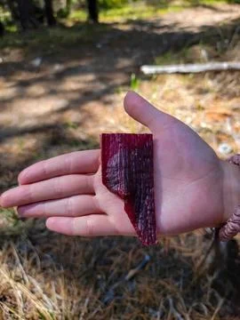 Alberta-Shaped Beef Jerky Piece Held Outdoors Foto stock