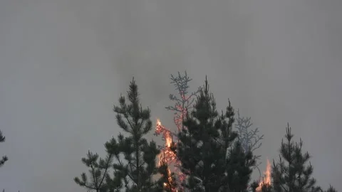 Alberta's wildfires: Flames engulf trees, skies filled with smoke. Stock Footage 243873413