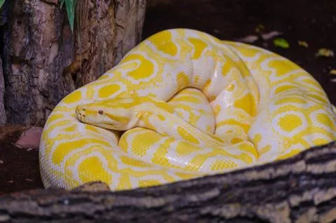 Albina burmese python.(python molurus bivittatus)  in the terrarium Foto stock