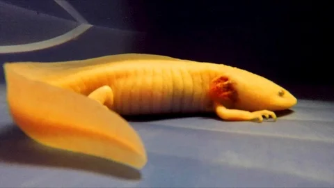 Albine swimming Axolotl in water tank Stock Video Pond5