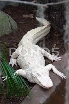 Albino alligator - alligator farm Stock Photos